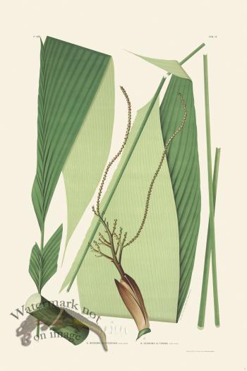 Rodrigues Palm Front 002